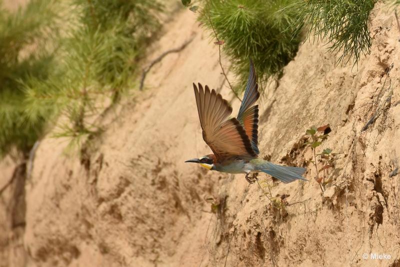 bdBijeneter 2023 24.JPG - Bijeneters 2023 in de vrije natuur