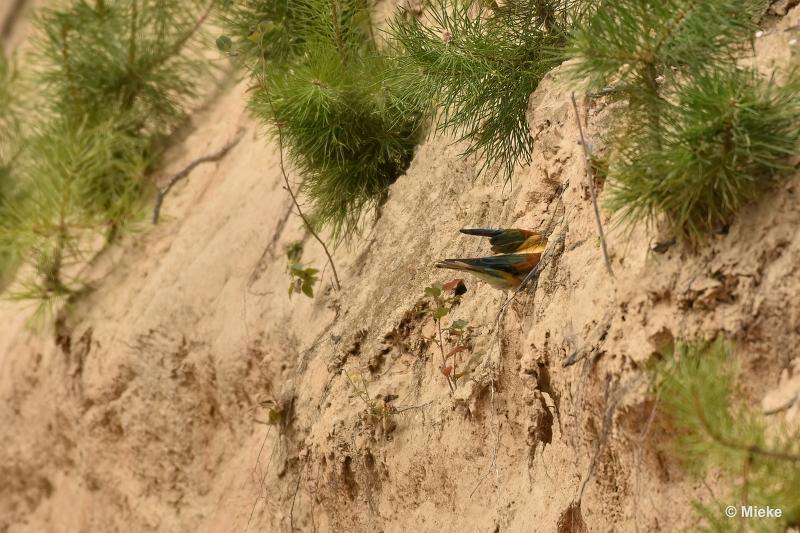 bdBijeneter 2023 25.JPG - Bijeneters 2023 in de vrije natuur