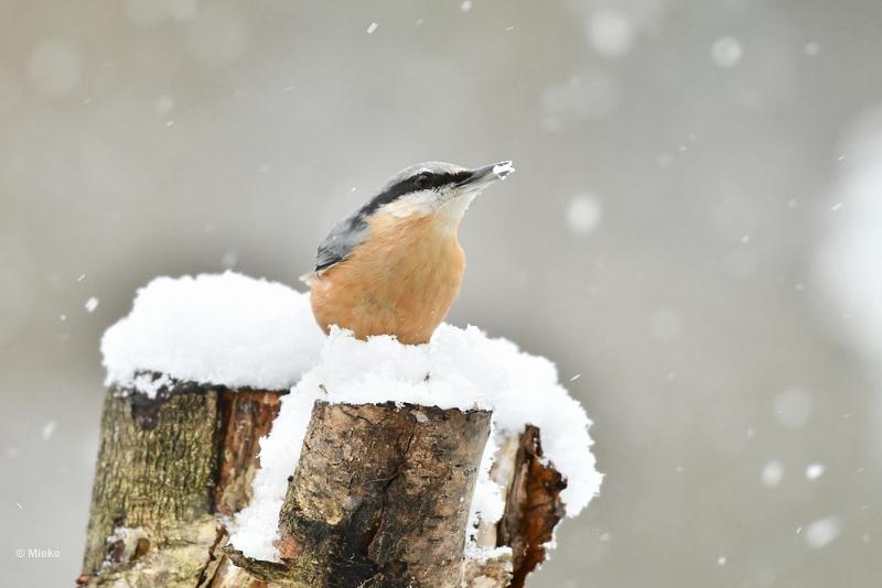 bdboomklever 2023 04.JPG - Januari sneeuw 2023