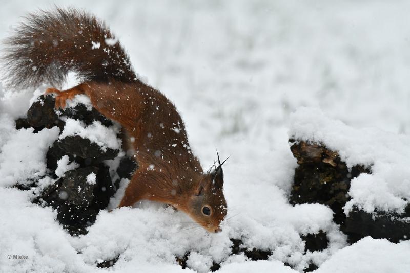 bdeekhoorn 36.JPG - Januari sneeuw 2023