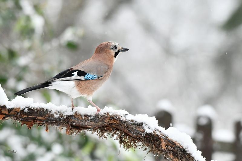 bdgaai 2023 01.JPG - Januari sneeuw 2023