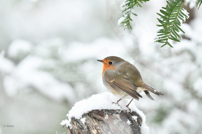 bdroodborst 06.JPG - Januari sneeuw 2023