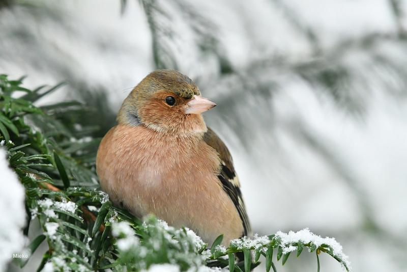 bdvink 02a.JPG - Januari sneeuw 2023