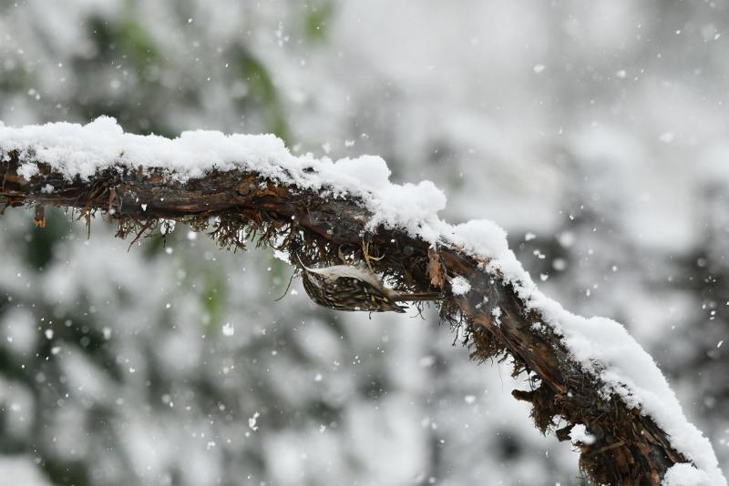 boomkruiper 2023 13a.JPG - Januari sneeuw 2023