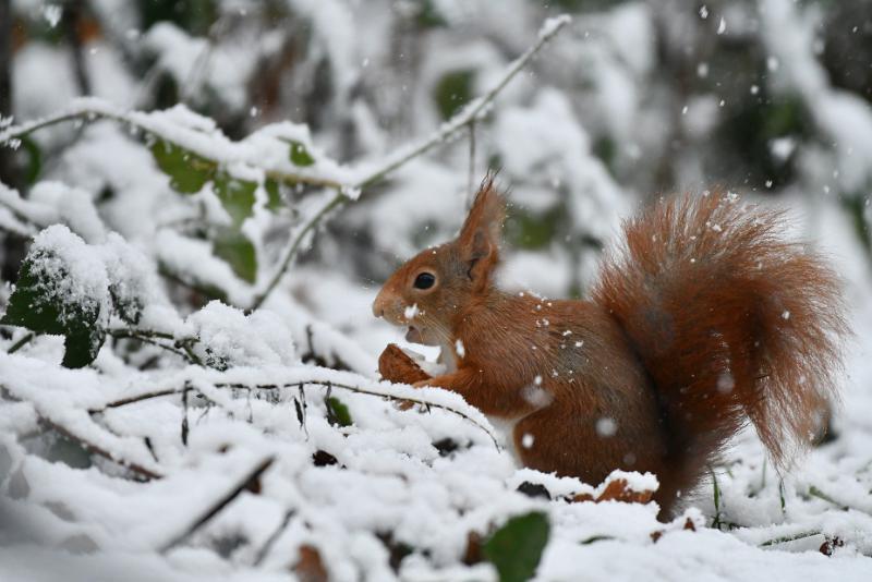eekhoorn 30.JPG - Januari sneeuw 2023