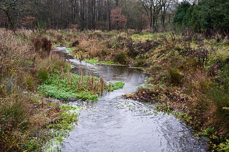 DSC_0260.jpg - De bever