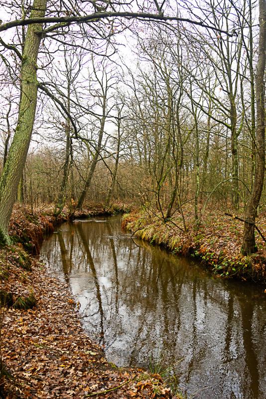 DSC_0303.jpg - De bever