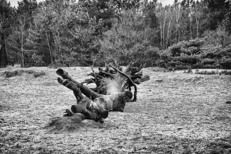 DSC_8688-bewerkt.JPG - Loonse en Drunenese duinen