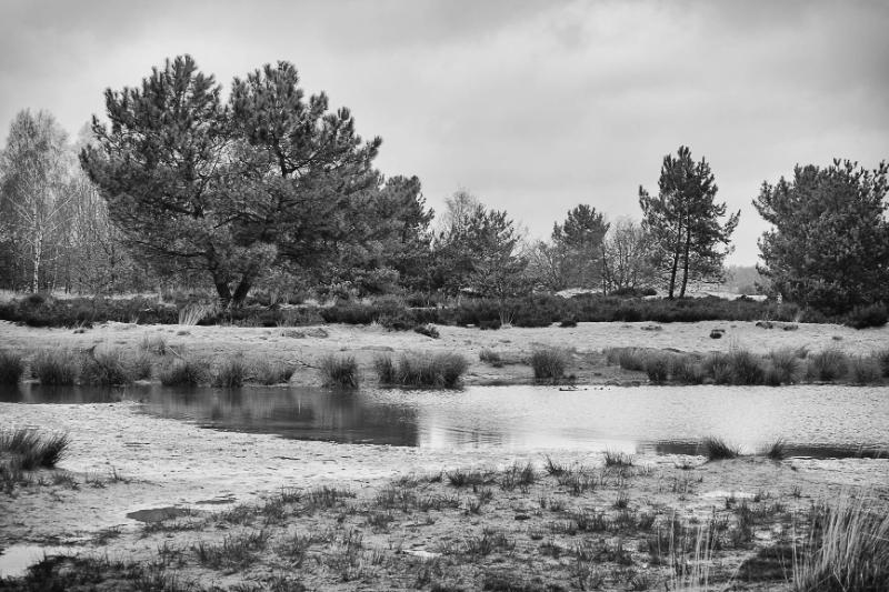 DSC_8690-bewerkt.JPG - Loonse en Drunenese duinen