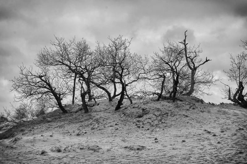 DSC_8727-bewerkt.JPG - Loonse en Drunenese duinen