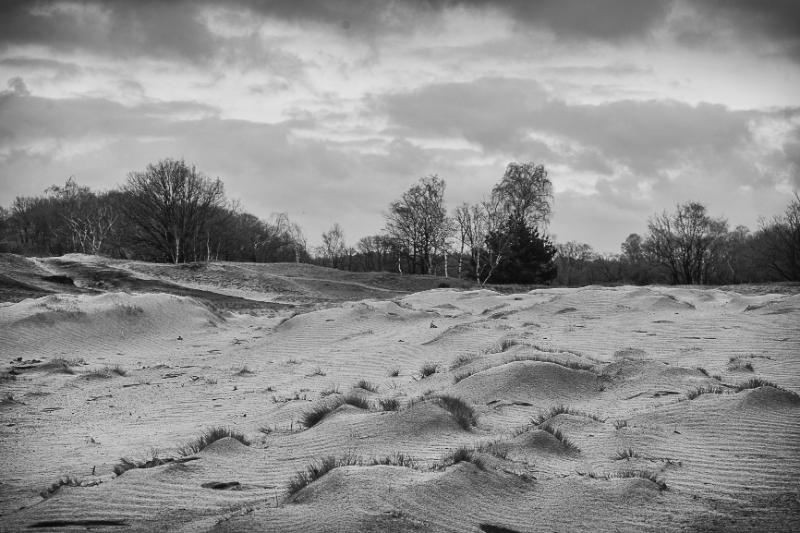 DSC_8743-bewerkt.JPG - Loonse en Drunenese duinen