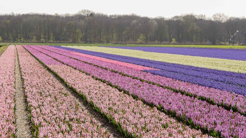 DSC_4153.jpg - Keukenhof 2019