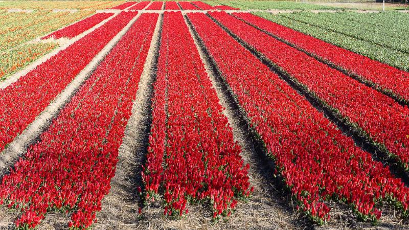 DSC_4170.jpg - Keukenhof 2019