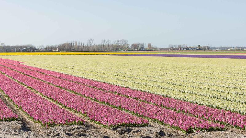 DSC_4179.jpg - Keukenhof 2019