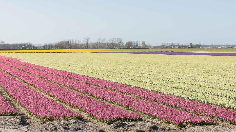 DSC_4179.jpg - Keukenhof 2019