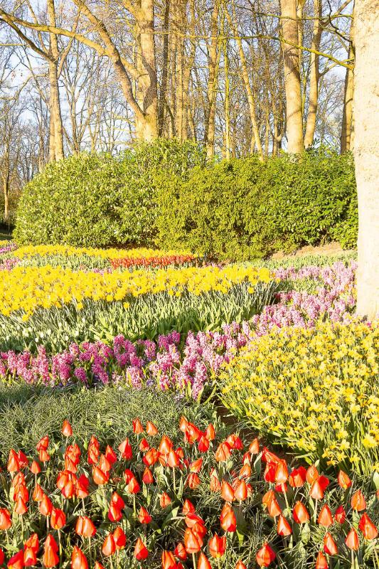 DSC_4187.jpg - Keukenhof 2019