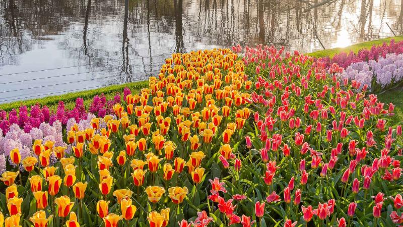 DSC_4189.jpg - Keukenhof 2019