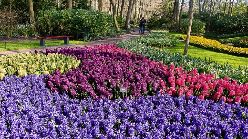 DSC_4276.jpg - Keukenhof 2019