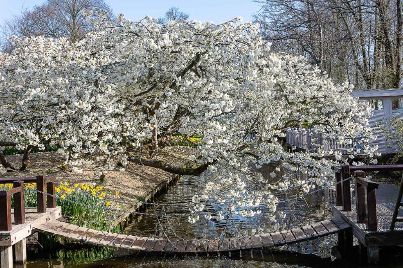 DSC_4311.jpg - Keukenhof 2019