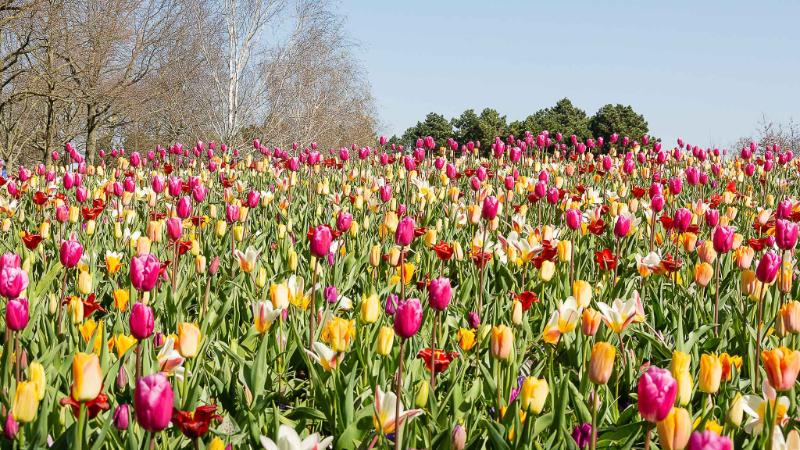 DSC_4347.jpg - Keukenhof 2019