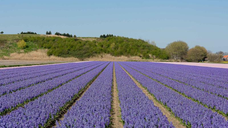 DSC_4360.jpg - Keukenhof 2019