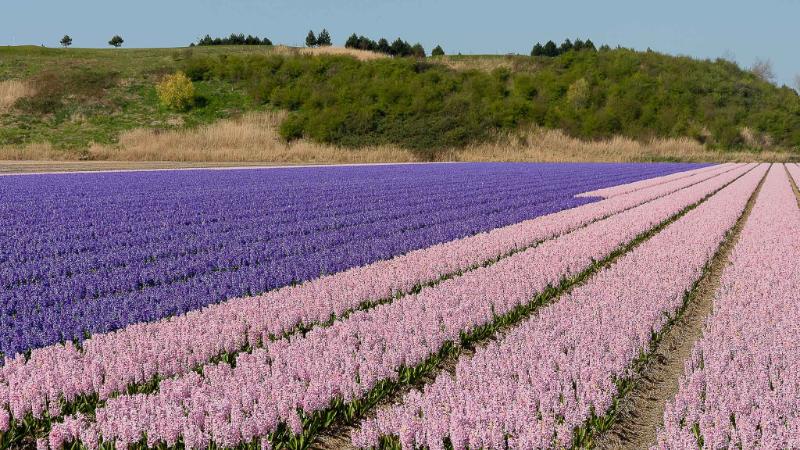 DSC_4366.jpg - Keukenhof 2019