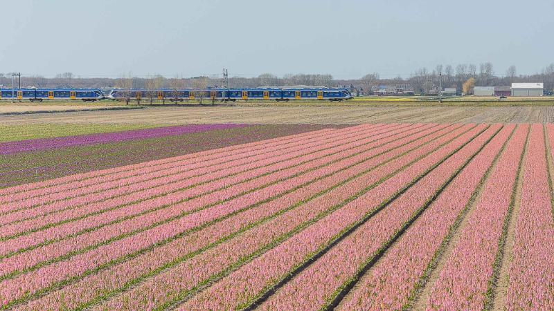 DSC_4406.jpg - Keukenhof 2019