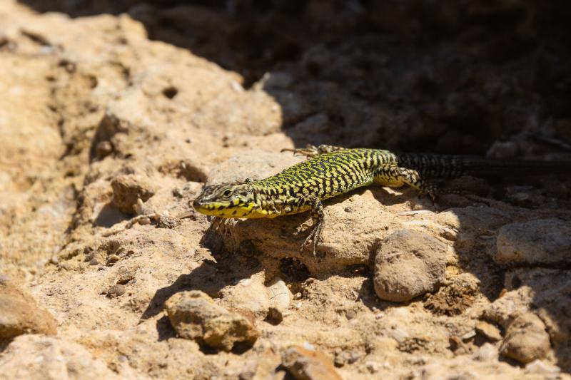 DSC_5938.jpg - Malta 2019