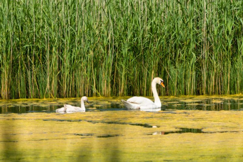 DSC_5294.jpg - Hageven 2020