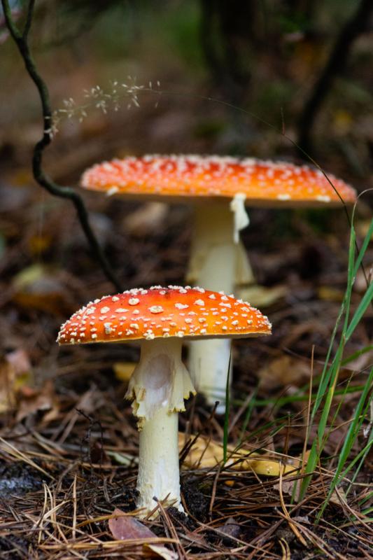 DSC_0412.jpg - Paddestoelen 