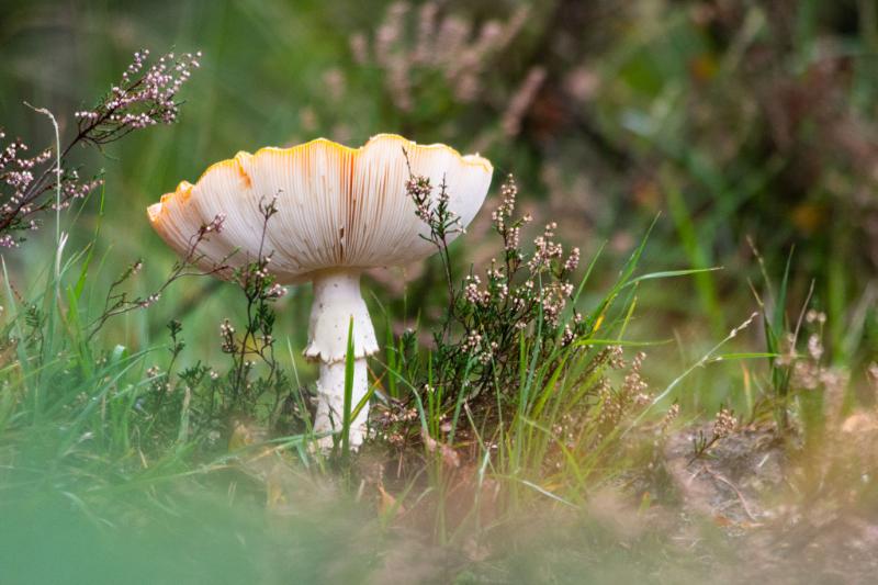 DSC_0421.jpg - Paddestoelen 