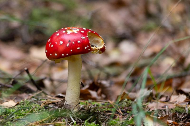 DSC_0432.jpg - Paddestoelen 