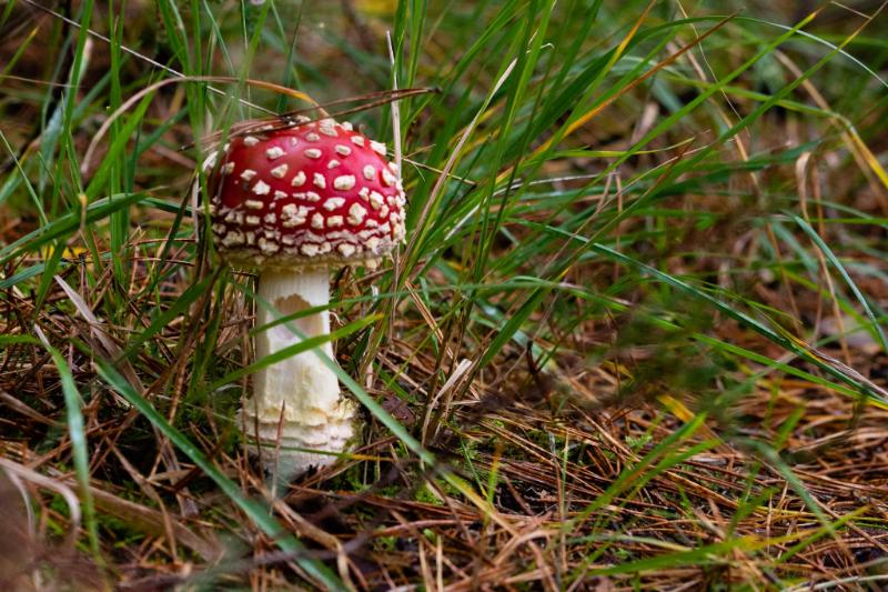 DSC_0442.jpg - Paddestoelen 