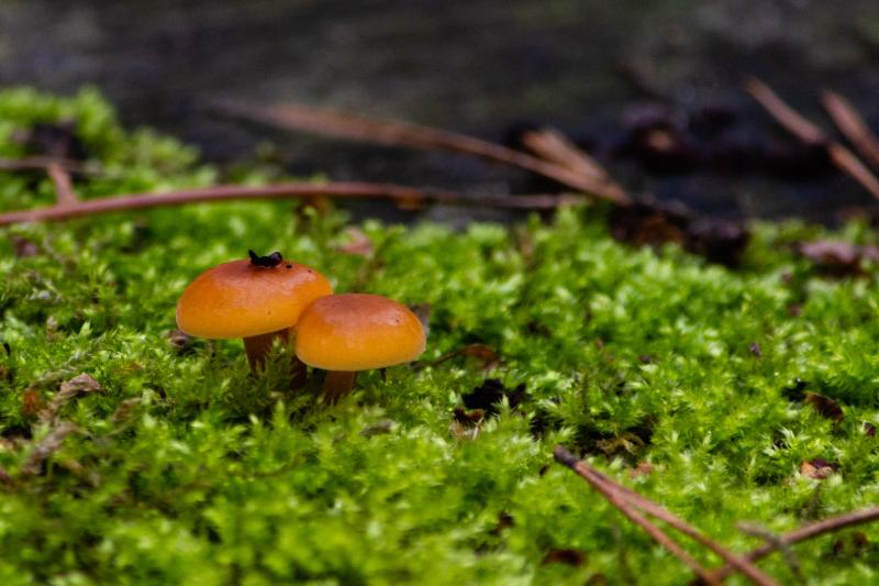 DSC_0447.jpg - Paddestoelen 