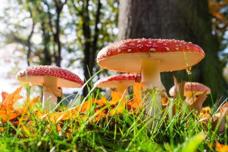 DSC_3922.jpg - Paddestoelen 