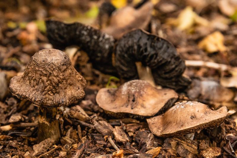 DSC_3989-bewerkt.jpg - Paddestoelen 