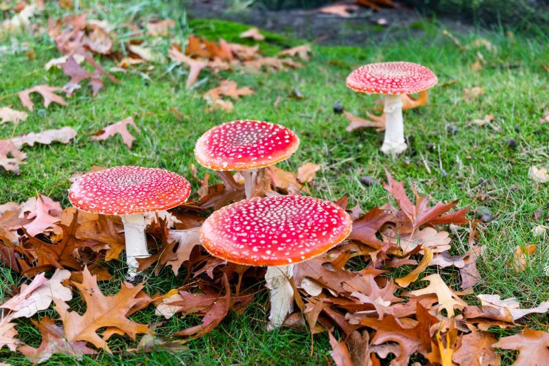 DSC_4010.jpg - Paddestoelen 