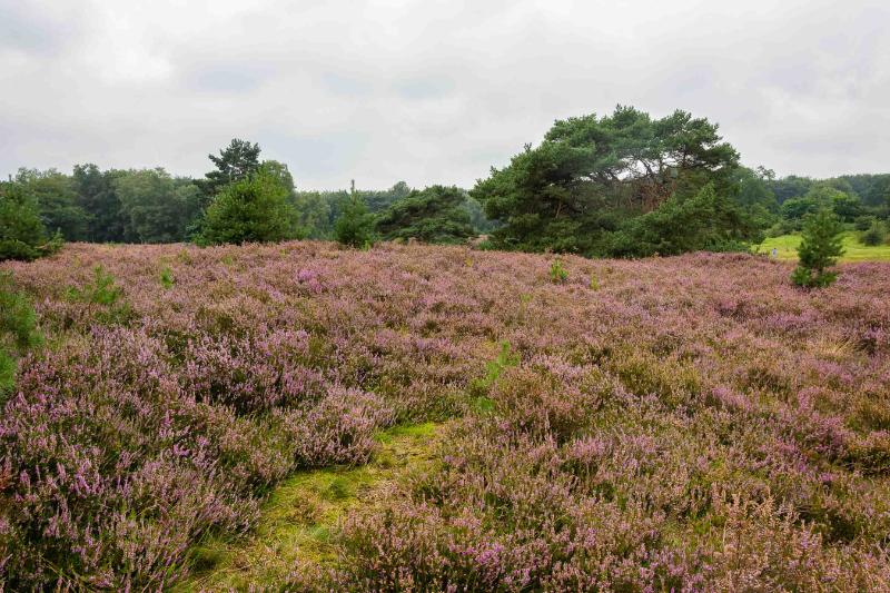 DSC_6237-bewerkt.jpg - Brunssemer heide