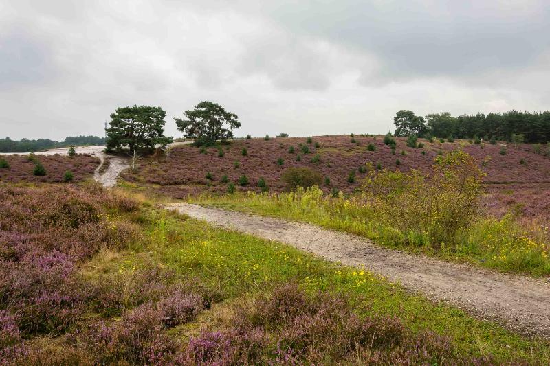 DSC_6248-bewerkt.jpg - Brunssemer heide