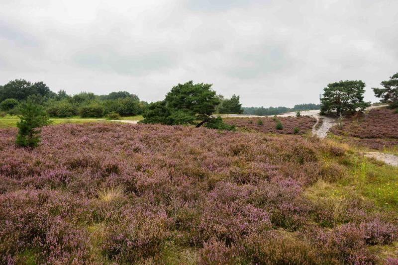 DSC_6249-bewerkt.jpg - Brunssemer heide