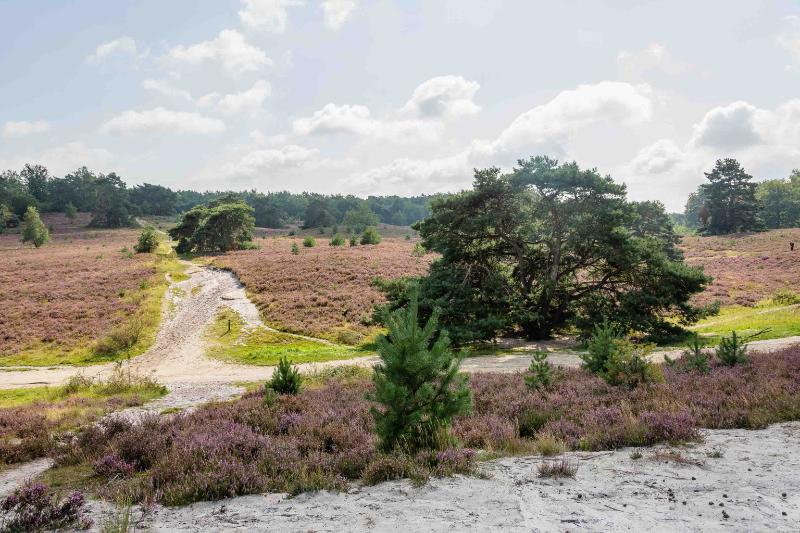 DSC_6313-bewerkt.jpg - Brunssemer heide