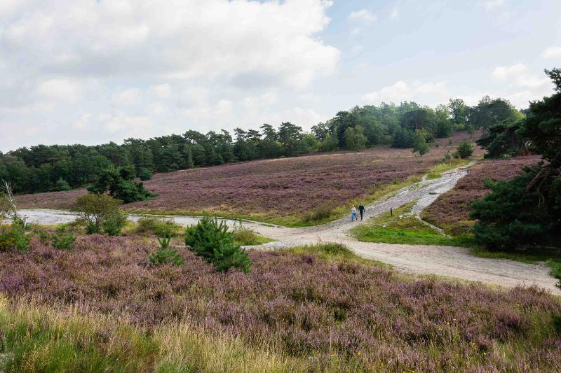 DSC_6321-bewerkt.jpg - Brunssemer heide