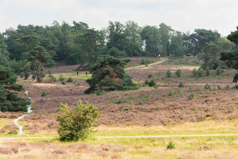 DSC_6333-bewerkt.jpg - Brunssemer heide