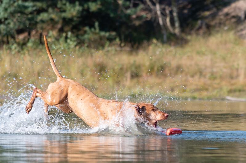 DSC_9124.jpg - Honden in actie