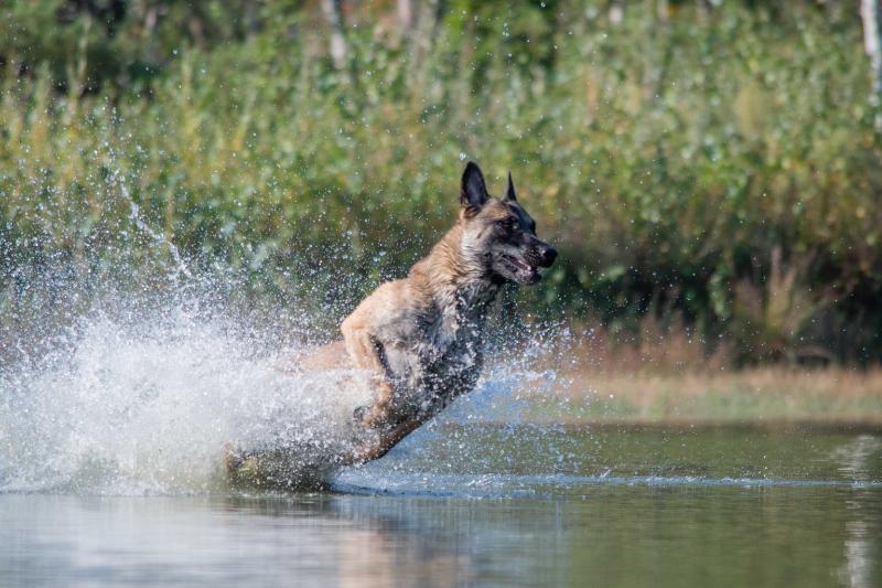 DSC_9160.jpg - Honden in actie