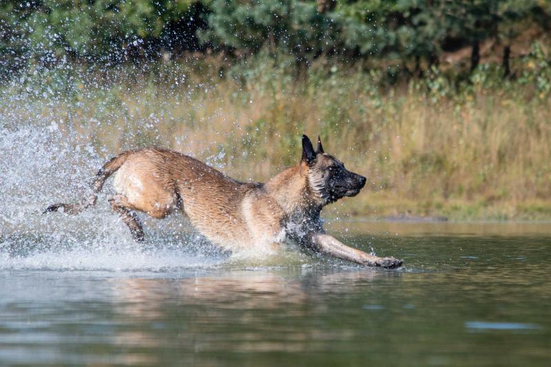 DSC_9196.jpg - Honden in actie