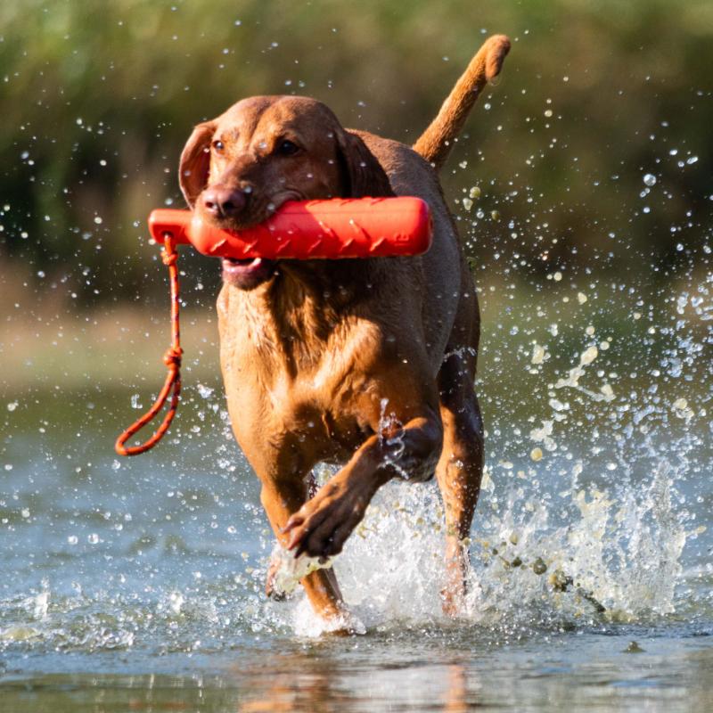 DSC_9217.jpg - Honden in actie