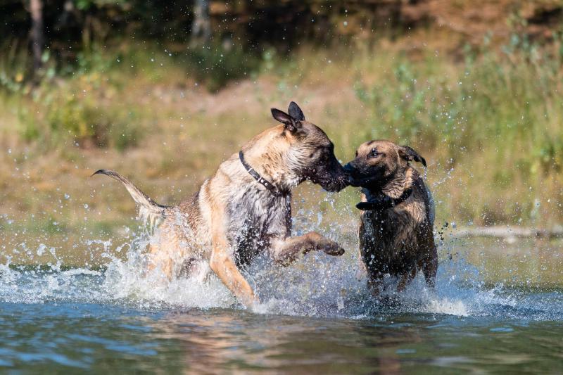 DSC_9235.jpg - Honden in actie