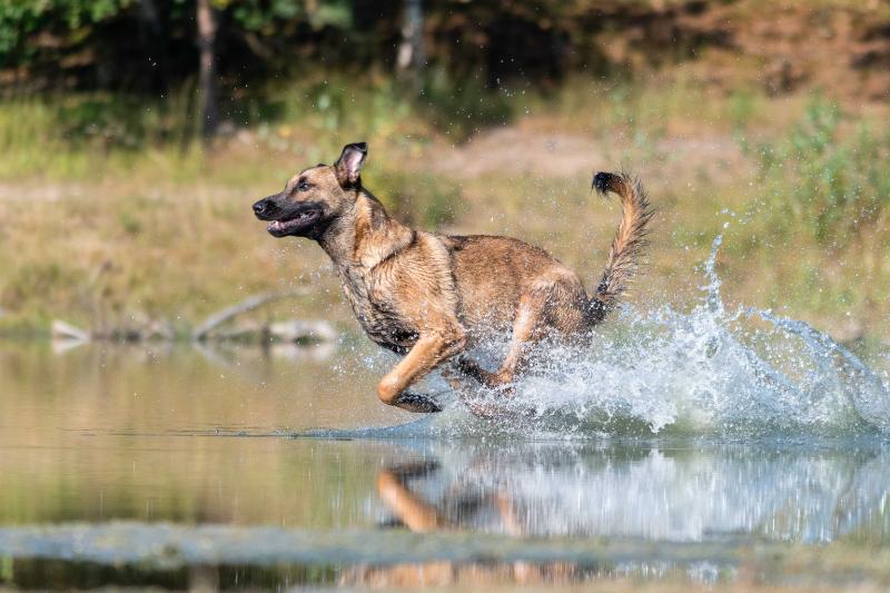 DSC_9252.jpg - Honden in actie