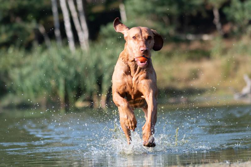 DSC_9348.jpg - Honden in actie